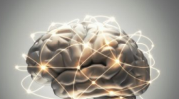 科学家开发出世界上第一个3D打印的大脑模型
