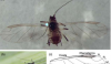 飞行中蚜虫的先前未知细节有助于改善作物安全