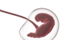妊娠期间的母体微生物群：阐明母体微生物组和妊娠疾病的复杂性