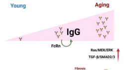 科学家解释 IgG 抗体如何成为驱动因素