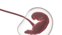 妊娠期间的母体微生物群：阐明母体微生物组和妊娠疾病的复杂性